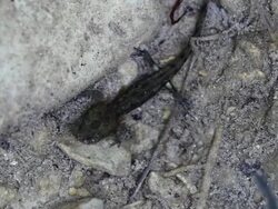 European alpine newt Stock Footage