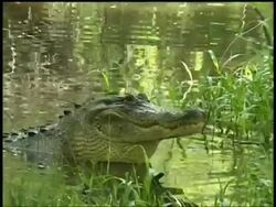 Alligators head submerged in water surrounded by reeds, Brazos Bend State Park, Texas, USA Stock Footage