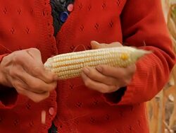 Corncob Stock Footage