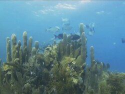 "Bermuda Chub, Black Durgeon and varied other fish swimming around corral at Honduras Bay Islands" Stock Footage