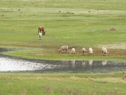 MS Shot of Bighorn rams and bull elk grazing at pond / Estes Park, Colorado, United States Stock Footage