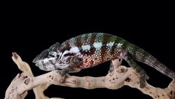 Chameleon Walks Across Branch Stock Footage