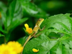 Chameleon Stock Footage