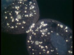 BCU microscopic view of two Paramecium conjugating Stock Footage
