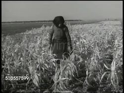1950: YUGOSLAVIA DROUGHT: HA WS Countryside. VS Woman walking through ruined corn crops. VS Dried, cracked lands. Farmlands, farmers, dry season, food shortage. Instructional Video