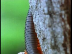 CU Pair of Millipedes separating, Kenya Stock Footage
