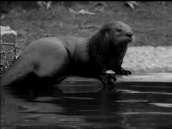 OTTERS News Clip