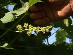 More than a mirage: wine springs from oasis vineyard News Clip