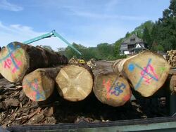 MS View of Mark on logs in lumberyard at saw mill / Schweich, Rhineland Palatinate, Germany Stock Footage