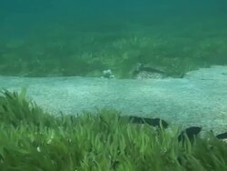 MS PAN View of Emden Underwater Wreckage Montage / Keeling, Shire of Cocos, Australia Stock Footage