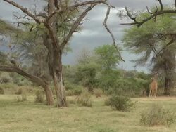 Samburu game reserve Stock Footage