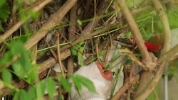 Woman Clearing Overgrown Garden Stock Footage