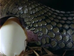 BCU Grass Snake laying an egg, UK Stock Footage