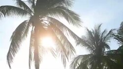 HD - Palm tree with sun flare Stock Footage