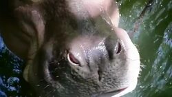 Hippo open mouth Stock Footage