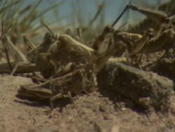 Close Up - Locusts consuming dead locust / Australia Stock Footage