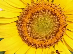 Bee On A Sunflower Stock Footage