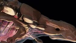A 3D animation depicts the muscular, skeletal and nervous systems of dinosaurs. Stock Footage