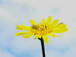 PAL: Yellow flower and a bee Stock Footage