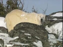 Polar bear (Ursus maritimus) amongst rocks, near Churchill, Manitoba, Canada Stock Footage