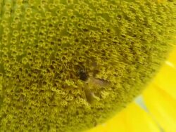 Bumble Bee Stock Footage