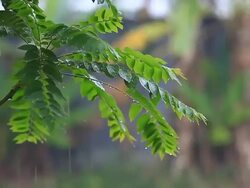Raindrops Stock Footage