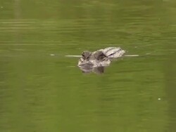 Telephoto medium close up of alligator floating toward shore. Stock Footage