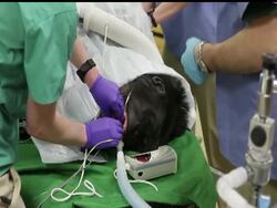 A furry 250-pound grandma and her 6-year-old son were pronounced in good health after human-style physical exams at Brookfield Zoo. The sedated patients in the Chicago-area zoo's hospital were two western lowland gorillas. News Clip