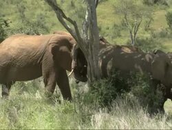 African Bush Elephant (Loxodonta africana) greets group sheltering under tree, Kenya, Africa Stock Footage