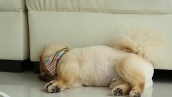 funny pomeranian fat dog digging before sleep Stock Footage