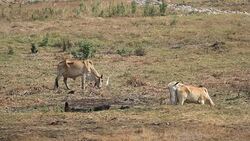 Cow eating in the field Stock Footage