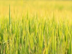 focus : Rice leaf Stock Footage