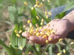SLO MO Pouring Corn Maize Into A Hand Stock Footage