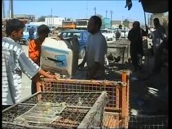 Tests on birds in southern Iraqi province prove negative for bird flu News Clip