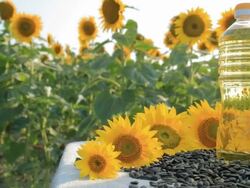 HD Sunflower oil Stock Footage