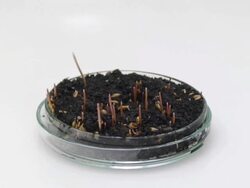 Growing seeds in lab Stock Footage