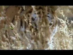CU Bengal tiger walking through long grass, to camera, Bannerghata NP, India Stock Footage