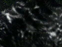 FERN : dark, bilateral (LOOP) Stock Footage