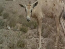 CU Arabian Oryx, Oryx leucoryx calf grazing, Jiddat al Harasis desert, Oman Stock Footage