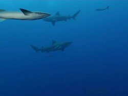 WS TS Shot of Single bull or Zambezi shark swimming with remora / Matola, Maputo, Mozambique Stock Footage
