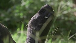 CLEAN : Donfaustoi: The Galapagos Islands' last giant tortoise News Clip
