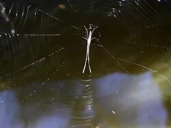 spider Stock Footage