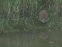 River rat 31 - HD 1080/60i Stock Footage