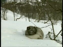 MS Arctic Fox, Vulpes lagopus, with dark fur, sitting in snow, Arctic Circle Stock Footage
