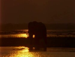 African Elephant (Loxodonta africana), MCU silhouette of elephant standing in shallow water at dusk Stock Footage