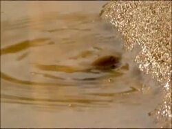 Fish comes out of water to feed on algae on rocks, River Yeguas, Sierra Morena, Andalucia, Southern Spain Stock Footage