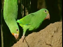 MS small green parrots on clay bank, tilt down, Amazon, South America Stock Footage