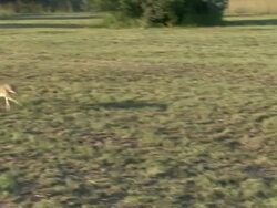 Cheetah Running Stock Footage