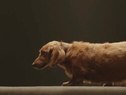 MS SLO MO Shot of brown long haired dashund dog walking / Shepperton, Middlesex, United Kingdom Stock Footage