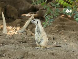 Meerkat Den Stock Footage